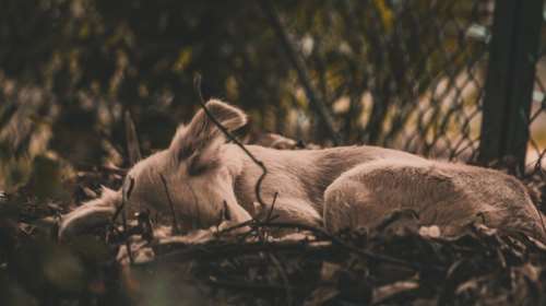 Φόλες στο Αττικό Άλσος: Νεκρά αδέσποτα ενώ πολλά αγνοούνται-Σκληρές Εικόνες