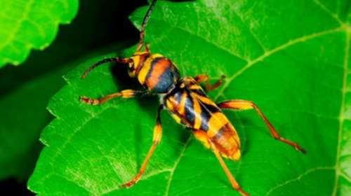 Αυτό είναι το κινέζικο έντομο που απειλεί μουριές και αμπέλια!