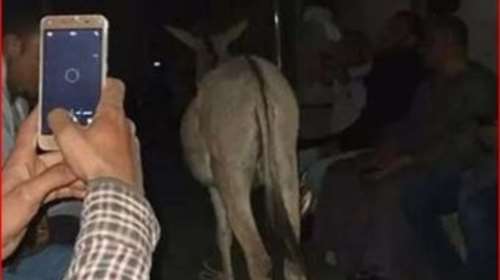 Viral ο άνδρας που έβαλε γάιδαρο σε βαγόνι τρένου στην Αίγυπτο!