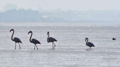 Οι πρώτες αφίξεις πανέμορφων φλαμίνγκο στο Ναύπλιο [βίντεο]