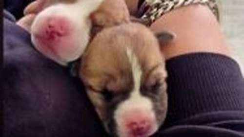 Νέα Ιωνία: 69χρονη πέταξε τέσσερα κουταβάκια στα σκουπίδια - Πώς έφτασαν στη γυναίκα - Βίντεο ντοκουμέντο