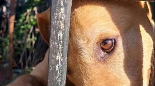 Πείτε μας τι να γράψουμε ώστε να βρεθεί ένας άνθρωπος να τον βοηθήσει - Ο Ερμής είχε κηδεμόνα αλλά έφυγε από τη ζωή