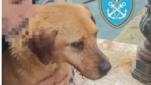 Μεγάλη περιπέτεια για αδέσποτο σκύλο που βρέθηκε να κολυμπά στη θάλασσα στο λιμάνι της Ραφήνας -  Μπήκε σε φρεάτιο