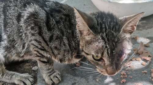 Ο γατούλης βρέθηκε σοβαρά τραυματισμένος στη Ρεματιά στο Χαλάνδρι