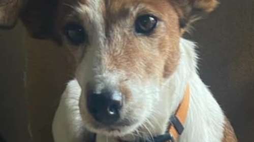 Η Τζάκυ: Ιδιότροπη - όχι,  Κυκλοθυμική - όχι,   Ζωηρή - όχι,  Ξεροκέφαλη - όχι,  Πεισματάρα -όχι,  Ενοχλητική - όχι