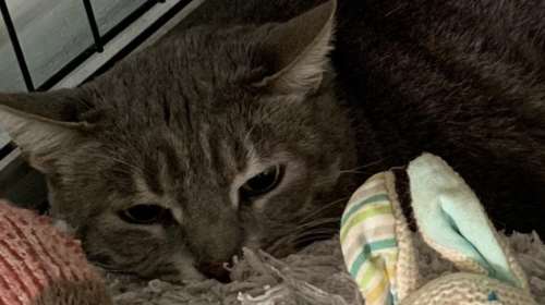 Ενας άνθρωπος πέθανε μονάχος, με μόνη παρέα τον γάτο του -  Ο Σόλωνας ψάχνει τώρα συντροφιά