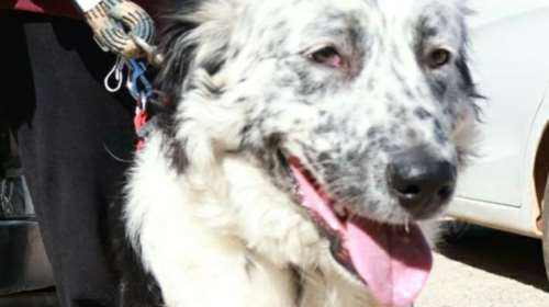 Ο Ταρζάν από το Χαλάνδρι είναι ένα πανέξυπνο αγόρι που διψάει για αγκαλιές και χάδια