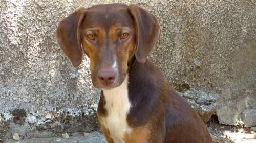 Εμφανίστηκε όπως &quot;εμφανίζονται&quot; όλα τα κυνηγόσκυλα από το πουθενά: Πέρασε απίστευτο άγχος, γυρνώντας σε πανικό, ψάχνοντας αυτό που είχε... χάσει