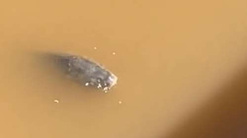 Πλημμύρες στη Λάρισα: Ψάρια κολυμπούν στα λασπόνερα μέσα στην πόλη [βίντεο]