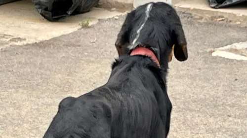 Save a Greek Stray: "Ο Έλμο είναι ένα από τα σκυλιά του δημοτικού κυνοκομείου Τρίπολης που δεν μάς δόθηκαν - Το πριν και το μετά"