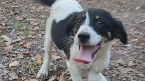 Σώστε ένα αδεσποτάκι: Εχετε δει ποτέ χαμόγελο να χορεύει; Δεν υπάρχει, πιστέψτε μας [Εικόνες-Βίντεο]