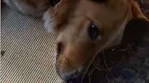 Η Μπεζούλα περνάει την ημέρα της κυρίως ξαπλωμένη - Μετά από τροχαίο κάνει ήρεμες, χαλαρές και σύντομες βόλτες