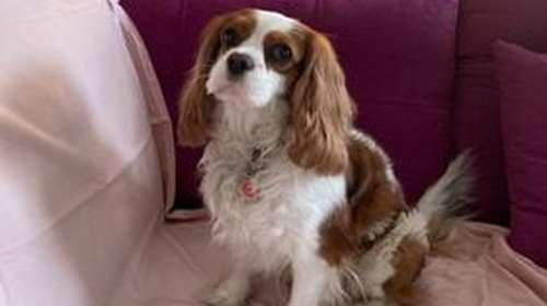 Ιωάννινα: Σκότωσε τον σκύλο της ανιψιάς του μπροστά στα μάτια της