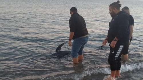 Κρήτη: Μικρή φάλαινα έχασε τον προσανατολισμό της και βγήκε σε παραλία