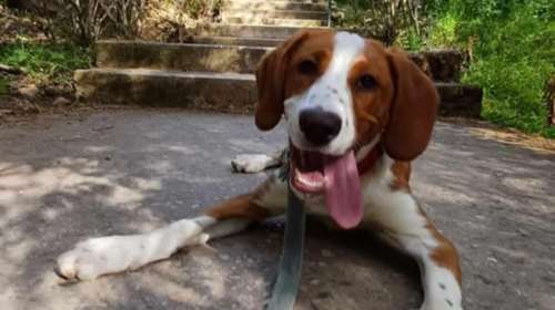 Ο κούταβος, από το πάρκο κυκλοφοριακής αγωγής στο Χαλάνδρι: Κάποιος τον παράτησε λίγες ημέρες πριν το Πάσχα