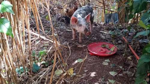 &quot;Συνελήφθη&quot; ο Διογένης: Το μικρό γουρουνάκι περιφέρονταν στο ρεύμα της Πικροδάφνης [εικόνες]