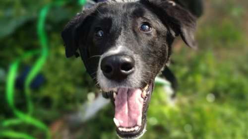 Ο Φοίβος ένας αληθινός θησαυρός αγάπης και καλοσύνης - Είναι από εκείνα τα πλάσματα που δεν ξεχνάς