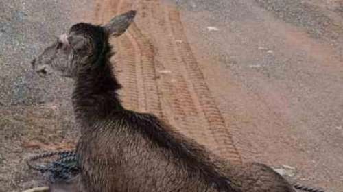 Βοιωτία: Πυροσβέστες έσωσαν ελάφι που έπεσε στο κανάλι του Μόρνου, στην προσπάθεια του να πιει νερό