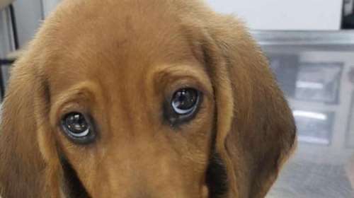 Σώστε ένα αδεσποτάκι: Τη χώρισαν από τη μαμά της και την πέταξαν - Πώς ν&#39; αντισταθείς σε αυτό το βλέμμα