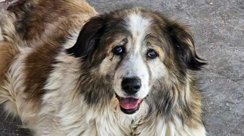 Η Σούζι ψάχνει σπίτι με... πρωινό, δεκατιανό, μεσημεριανό, κολατσιό και βραδινό - Δεν είναι σκύλος είναι ιδέα