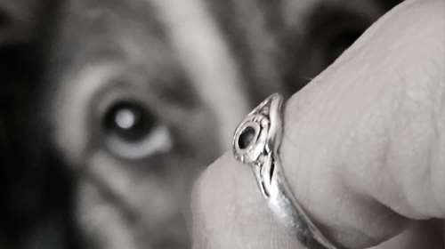 Αφηνε τον σκύλο του χωρίς νερό  - Πάνω από 2.000 ευρώ το πρόστιμο