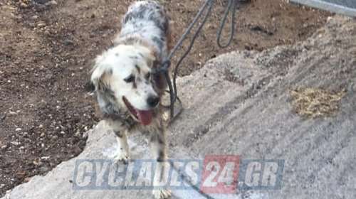 Σαντορίνη: Συγκινητική διάσωση σκύλου στην &quot;Κόκκινη Παραλία&quot; [εικόνα]