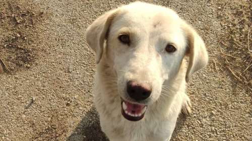 Σώστε ένα αδεσποτάκι: Με αυτόν τον τύπο που γλίτωσε από δυο πλημμύρες λυγίζουν και οι πιο σκληροί