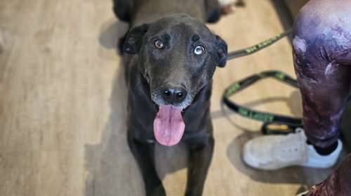 Κοιτάξτε τον Καρίμ στα μάτια:  Θα βγει βόλτα μαζί σας λες και πάντα πηγαίνατε βόλτα μαζί