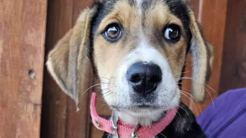 Ζευγάρι τουριστών βρήκε κουταβάκι στη μέση του πουθενά: "Δεν μπορούσαμε να την αφήσουμε εκεί, θα πέθαινε"