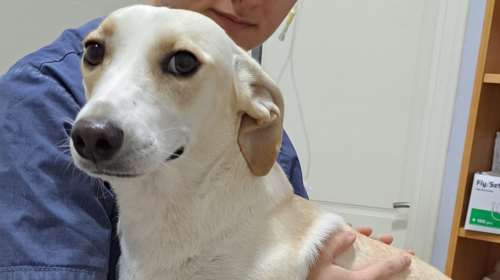 Η Δάφνη βρέθηκε μόνη να περιφέρεται στις γειτονιές της Πετρούπολης: Ζει σ&#39; ένα κλουβάκι προσμονής