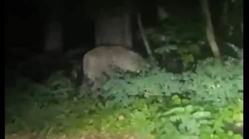 Λιοντάρι σπέρνει τον πανικό στο Βερολίνο - Άγνωστο από πού το έσκασε [Βίντεο]