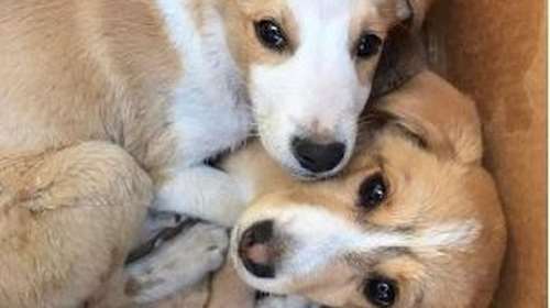 Ντροπή! Παράτησαν τέσσερα κουτάβια - Δύο σε σφιχτά δεμένη κούτα και άλλα δύο, με διαφορά μιας ημέρας, σε δρόμο μόνα τους