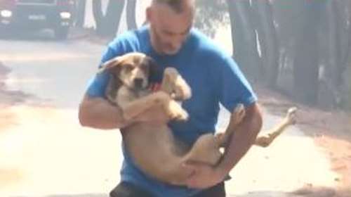 Φωτιά στην Κερατέα: Εθελοντές και άνδρες της ΕΛ.ΑΣ έσωσαν ζώα στον οικισμό Αγ. Κωνσταντίνος [Βίντεο]