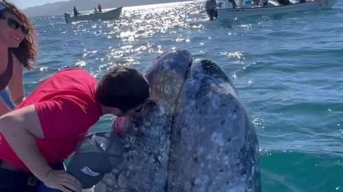 Απίστευτες εικόνες με φιλική γκρι φάλαινα- Την φιλούν, την χαϊδεύουν και εκείνη τους ψεκάζει...και βυθίζεται στο νερό