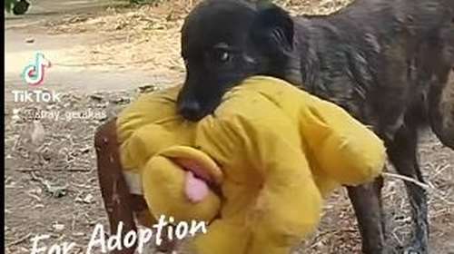 Κυκλοφορεί μόνιμα με ένα αρκουδάκι... Ωρες, πολλές ώρες - Eίναι η παρεούλα του -Βίντεο