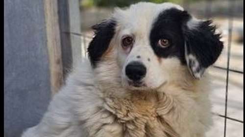 Η Μπιζέλι είναι άλλο ένα σκυλί κυνοκομείου - Καθόταν ακίνητη και αμίλητη σε κλουβί με δέκα σκυλιά και κόπρανα παντού στο πάτωμα