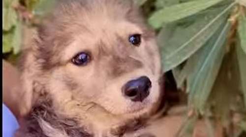 H Mόκα είναι ένα μικρό πουπάκι - Τόση κουταβίσια ομορφιά - Κάνει κάτι φατσούλες...