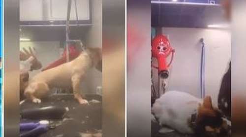 Βόλος - Σάλος με groomer κατοικιδίων:  Την καταγγέλλουν για κακοποιητική συμπεριφορά - Το βίντεο που &quot;ξεσήκωσε&quot;