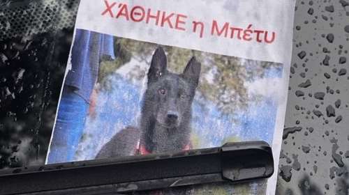 Τέταρτη ημέρα και η Μπέτυ δεν έχει βρεθεί: Αν τη δείτε καλέστε το Save a Greek Stray - Δείτε τα τηλέφωνα