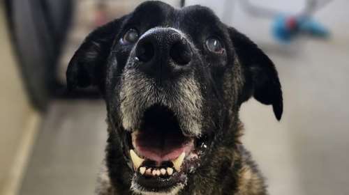 Δέκα χρόνων πια ο Αντώνης: Ηλικιωμένος,σχεδόν τυφλός, βλέπει ακόμα κάποιες σκιές - Εγκαταλείφθηκε και βρέθηκε στο δρόμο