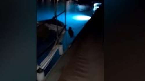 Mια monachus monachus στο λιμάνι του Παράλιου Άστρους: Αναζητούσε τροφή ή έναν ασφαλή χώρο για να ξεκουραστεί