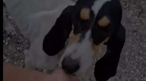 Σώστε ένα αδεσποτάκι: Βρέθηκε αυτές τις ημέρες... ισχνή, ταλαιπωρημένη και τόσο πεινασμένη  [Βίντεο]