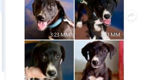 Joy και Lila: Δυο μωρά που πρέπει να μάθουν τη ζωή με ασφάλεια - Δείτε το φανταστικό άλμπουμ φωτογραφιών τους