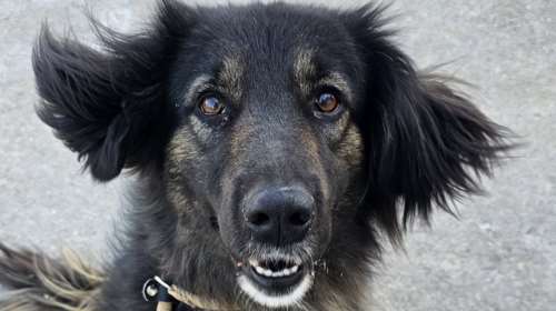 Κλάρα στα ισπανικά σημαίνει φωτεινή, λαμπερή