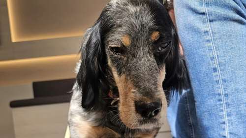 Η Μαριλέτα είναι τυφλή. Η μοίρα των κυνηγόσκυλων που μόλις αρρωστήσουν εγκαταλείπονται λες και είναι χαλασμένα πράγματα