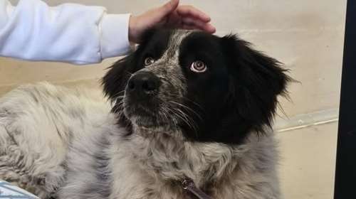 Ο Πέτρος είναι ο σκύλος που όσο σε &quot;φτύνει&quot; τόσο κολλάς: Το παίζει δύσκολος, αλλά όχι τόσο ώστε να τα παρατήσεις