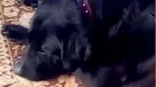 Ο Άργος χάθηκε στη φωτιά του Πατήματος -  Το σπίτι του κάηκε - Η οικογένεια του τον αναζητά