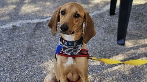 Ο Τορίνο ο πιο όμορφος και ο πιο δημοφιλής έχει φτάσει πολύ κοντά να βρει το παντοτινό του σπίτι, και πάντα κάτι πάει λάθος