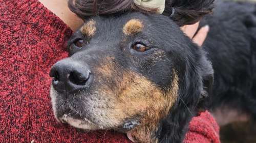 Ο Ρήγας είχε τον άνθρωπό του αλλά πάνω στη χαρά του πήδηξε επάνω του για να τον προϋπαντήσει και βρέθηκε.... στο κυνοκομείο