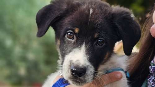 Σώστε ένα αδεσποτάκι: Ο Ελβις, μεγάλος τραγουδιστής, μεγάλο μούτρο, μεγάλη προσωπικότητα. Τεράστια